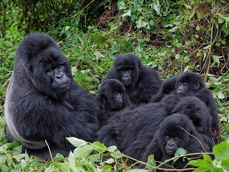 4 Days  Gorilla Trekking Uganda