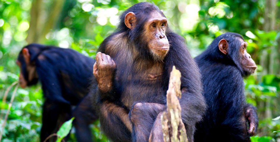 7 Days Gorilla, Chimpanzee and Wildlife Safari